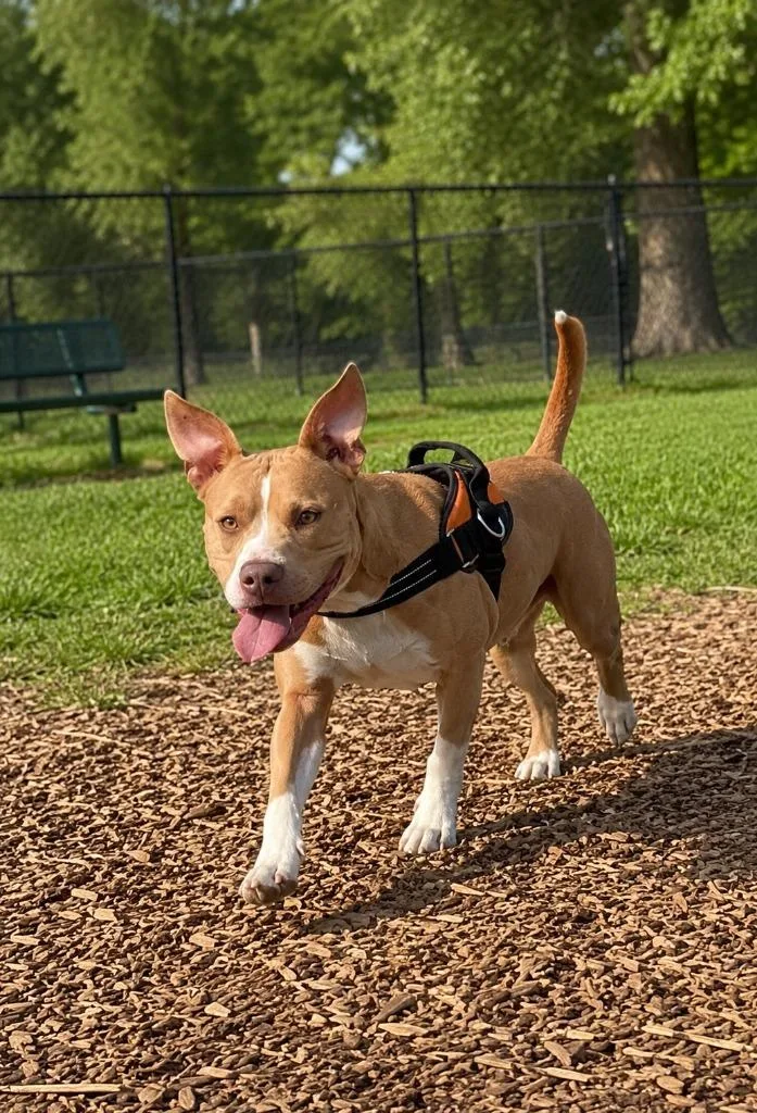 A young large-sized male Mixed Breed dog named Biscuit for adoption in Centralia, IL