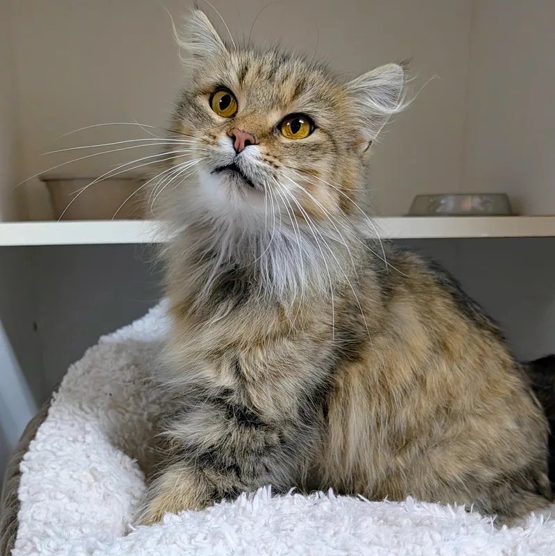 An adult medium-sized female Domestic Long Hair cat named Xena for adoption in Accident, MD