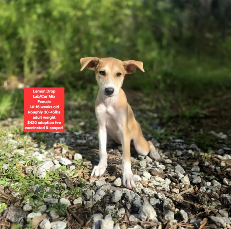 A baby medium-sized female Labrador Retriever dog named Lemon Drop for adoption in Oviedo, FL