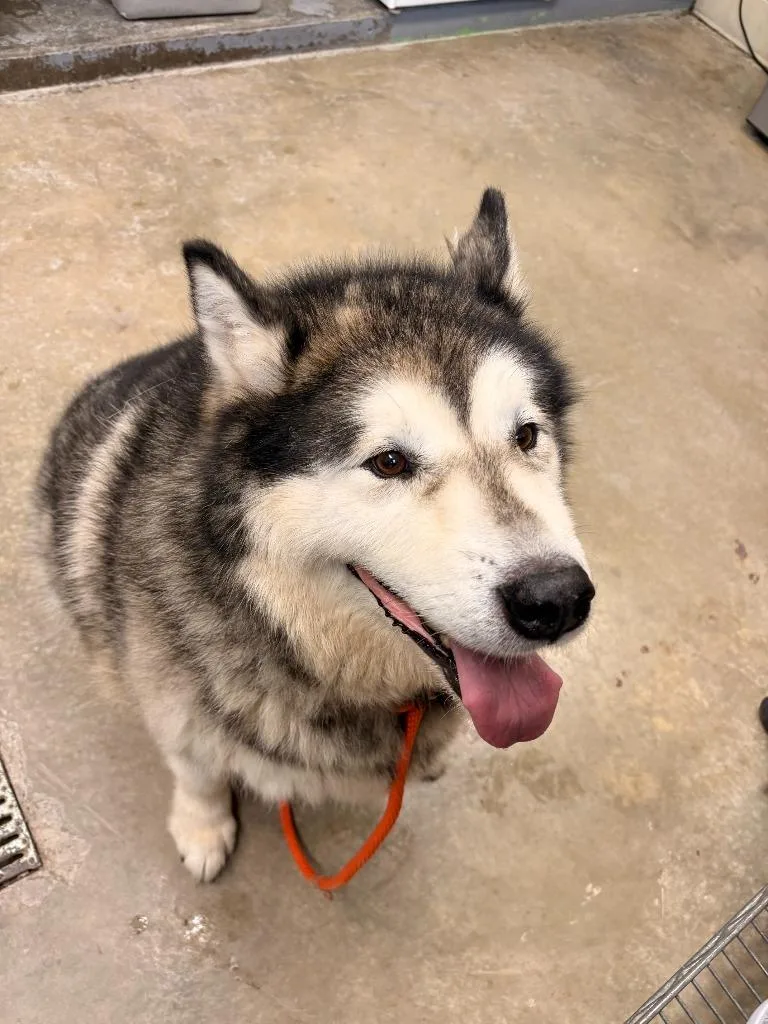An adult large-sized female Siberian Husky dog named Nova for adoption in Rensselaer, IN