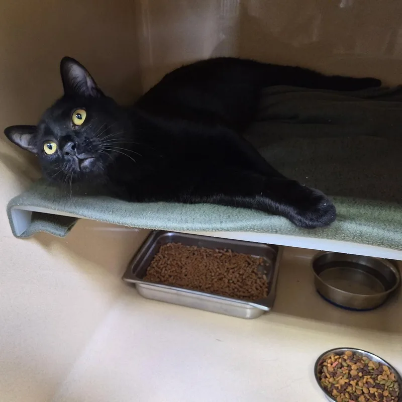 A young medium-sized male Black Bombay cat named Poppy Seed for adoption in Clarksville, VA