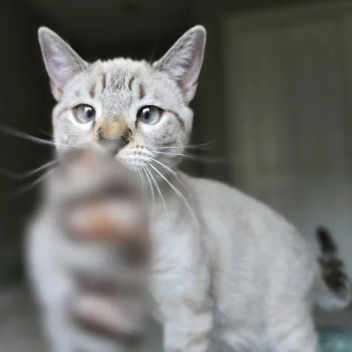 A baby small-sized female Siamese cat named This One for adoption in Knoxville, TN