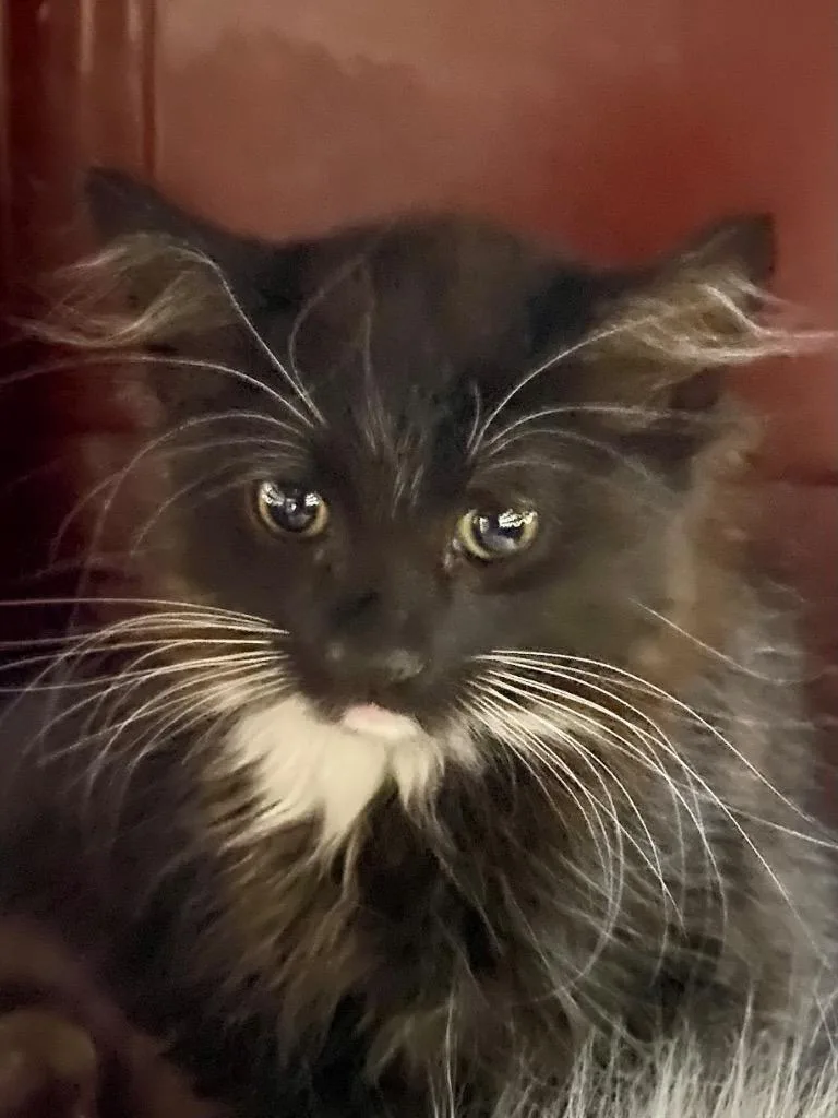 A baby medium-sized male Domestic Long Hair cat named Duck for adoption in Chico, CA