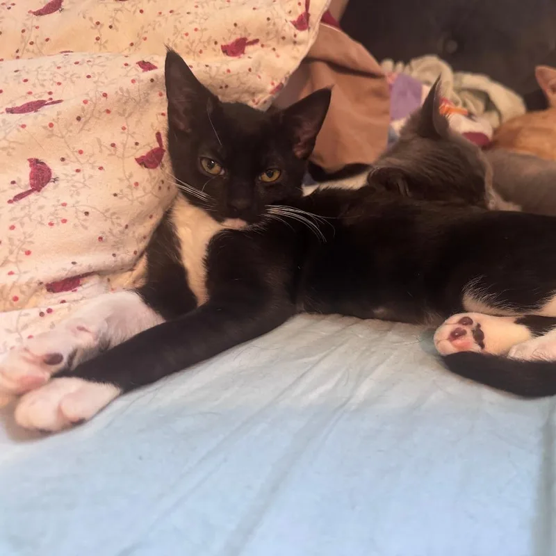 A baby small-sized male Black Domestic Short Hair cat named Dawdle for adoption in Santa Rosa, CA