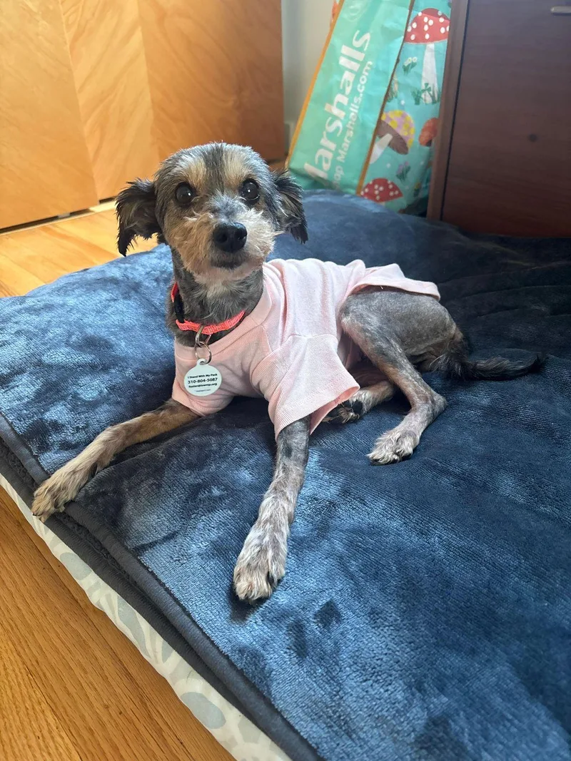 A senior small-sized female Gray / Blue / Silver Yorkshire Terrier dog named Lilo for adoption in Los Angeles, CA