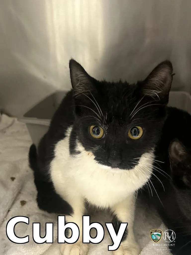 A young small-sized female Domestic Short Hair cat named Cubby for adoption in Rocky Mount, NC