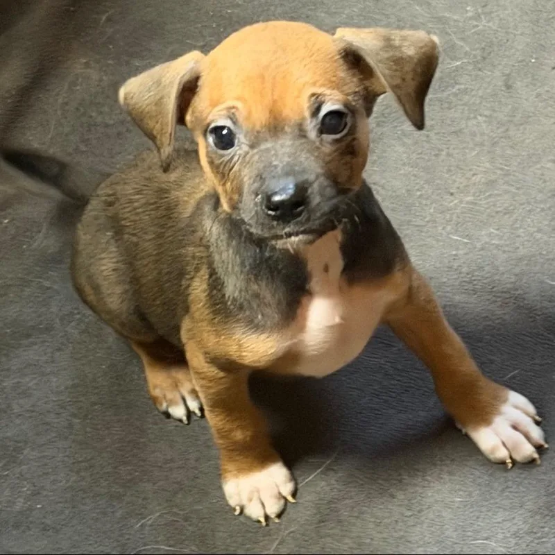 A baby small-sized female Black Mixed Breed dog named Wasabi for adoption in Allentown, PA