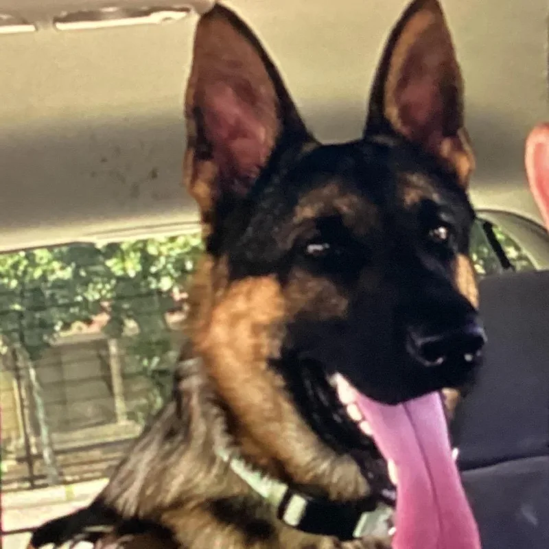 A young large-sized male German Shepherd Dog dog named Chomper for adoption in New Orleans, LA