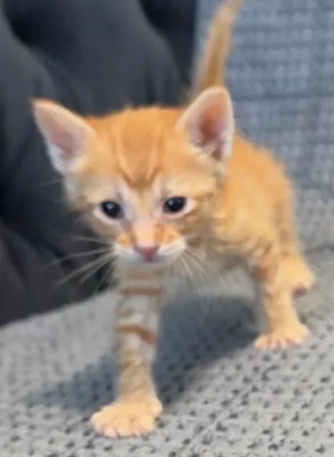 A baby small-sized male Domestic Medium Hair cat named Chita Rivera for adoption in Modesto, CA