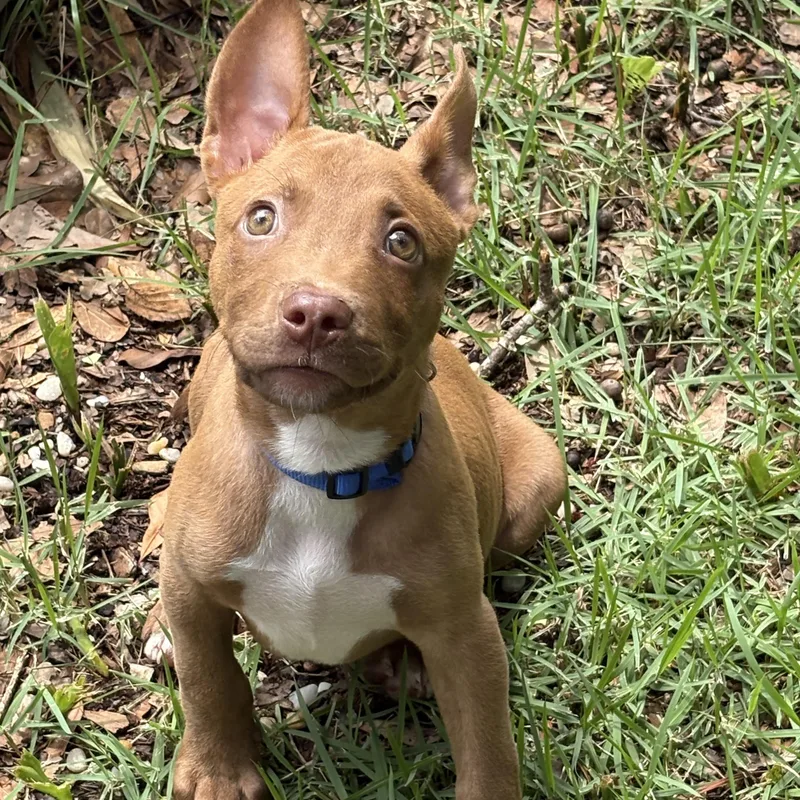 A young medium-sized male American Staffordshire Terrier dog named Robby for adoption in Mount Pleasant, SC