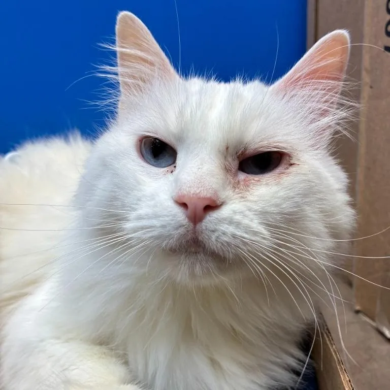 A senior medium-sized female Domestic Long Hair cat named Albion for adoption in Cincinnati, OH