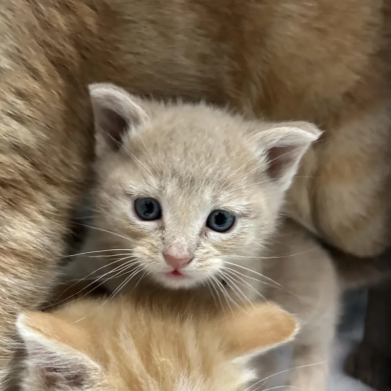 A baby small-sized female Buff / Tan / Fawn Domestic Short Hair cat named Taylor Wisk for adoption in Branson, MO