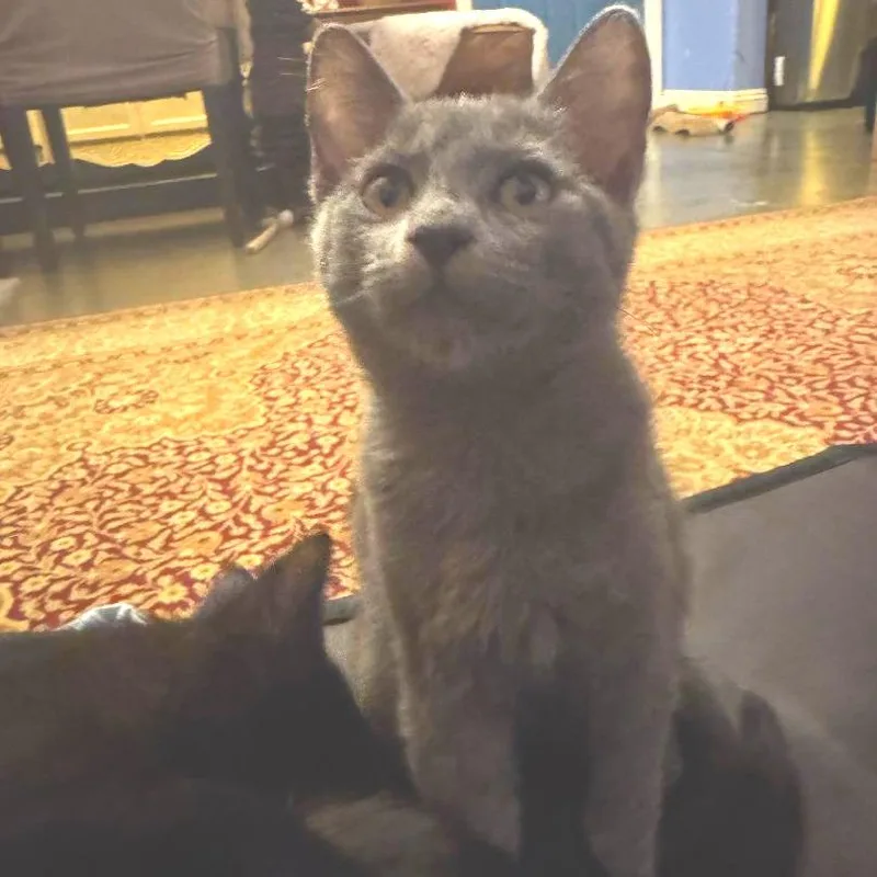 A young small-sized female Gray / Blue / Silver Domestic Short Hair cat named Edith for adoption in San Pedro, CA