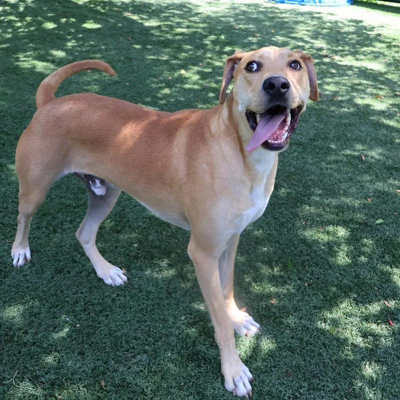 An adult medium-sized male Yellow / Tan / Blond / Fawn Mixed Breed dog named Amos for adoption in Saint Charles, MO