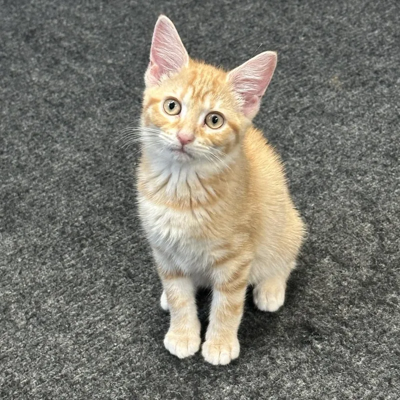 A baby small-sized female Orange / Red Domestic Short Hair cat named Regina for adoption in Opelika, AL