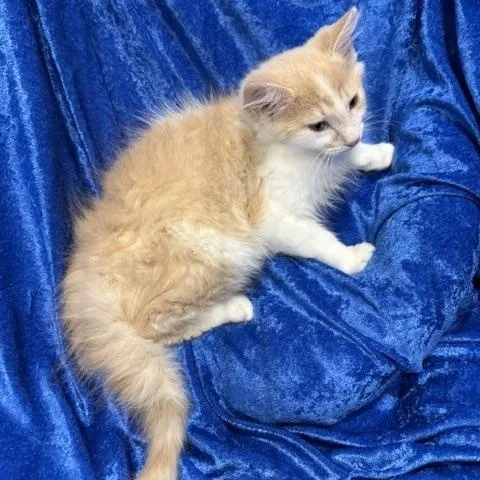 A baby large-sized male Ragamuffin cat named Skittles for adoption in Gainesville, FL