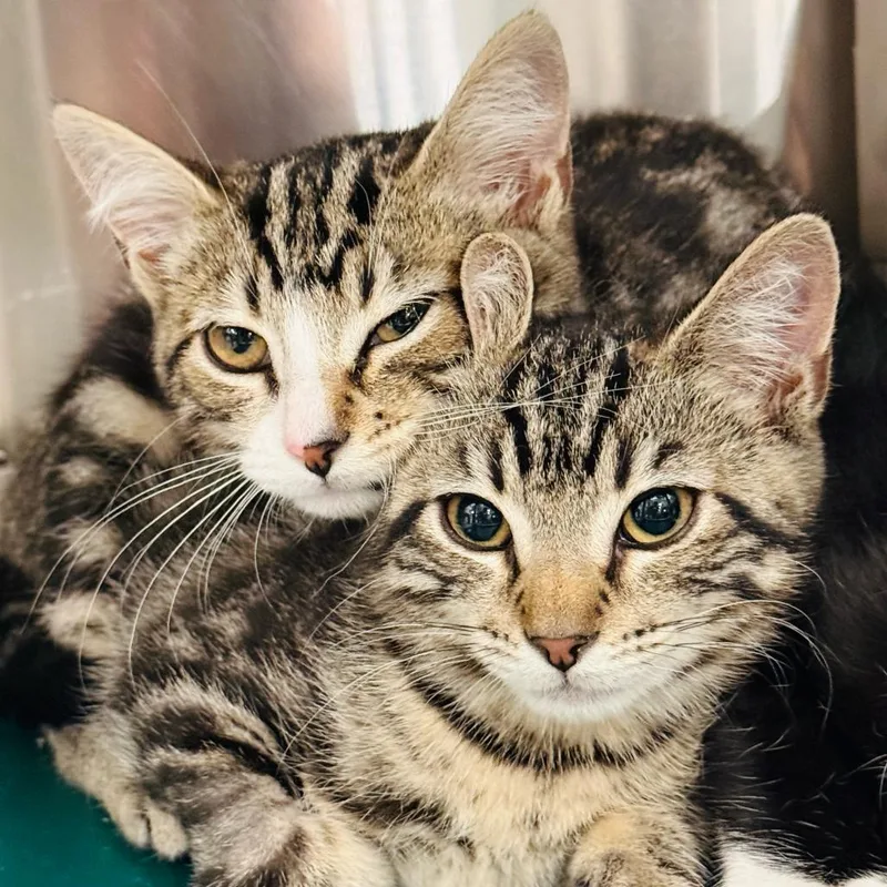 A baby small-sized female Brown / Chocolate Domestic Short Hair cat named Peloton for adoption in Los Angeles, CA