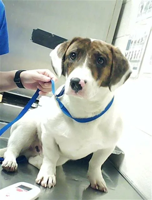 A young medium-sized male Basset Hound dog named Lil Mushie for adoption in Fayetteville, NC