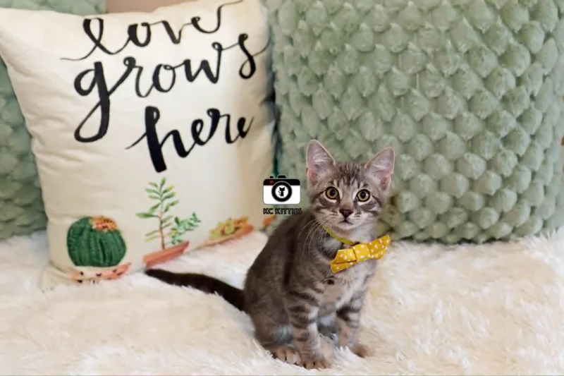 A baby medium-sized male Tabby (Gray / Blue / Silver) Domestic Short Hair cat named Ham for adoption in Overland Park, KS