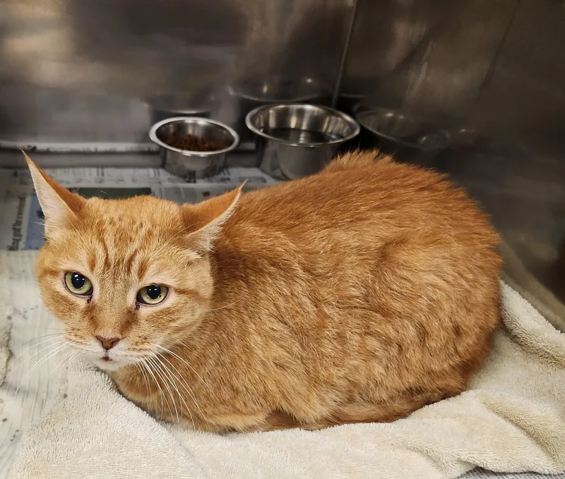 An adult medium-sized male Tabby (Orange / Red) Domestic Short Hair cat named Bourbon for adoption in Clayton, NJ