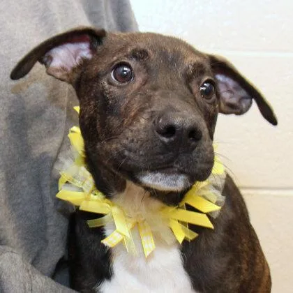 A young medium-sized male Black Mixed Breed dog named Gibbs for adoption in Lansing, MI
