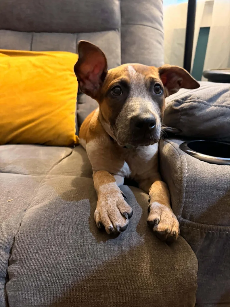 A baby medium-sized female Australian Cattle Dog / Blue Heeler dog named Sugar Bear for adoption in Salem, NH