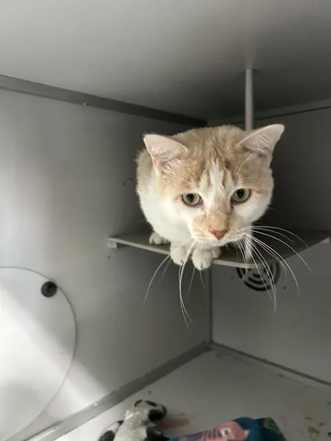 An adult medium-sized male Orange & White Domestic Short Hair cat named Milo for adoption in Anoka, MN