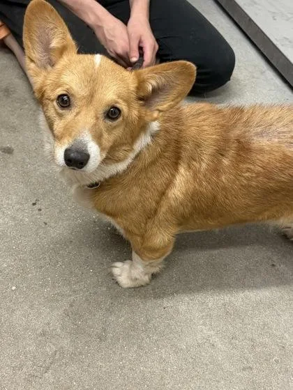 An adult small-sized female Cardigan Welsh Corgi dog named Yamper for adoption in West Chester, PA