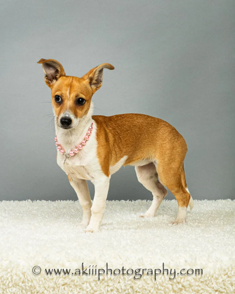 A baby small-sized female Apricot / Beige Chihuahua dog named Lilly  Puppy for adoption in Plano, TX