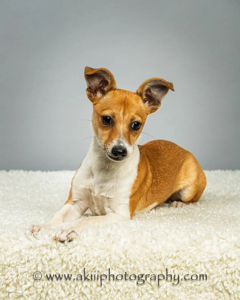 Lilly  Puppy thumbnail 2