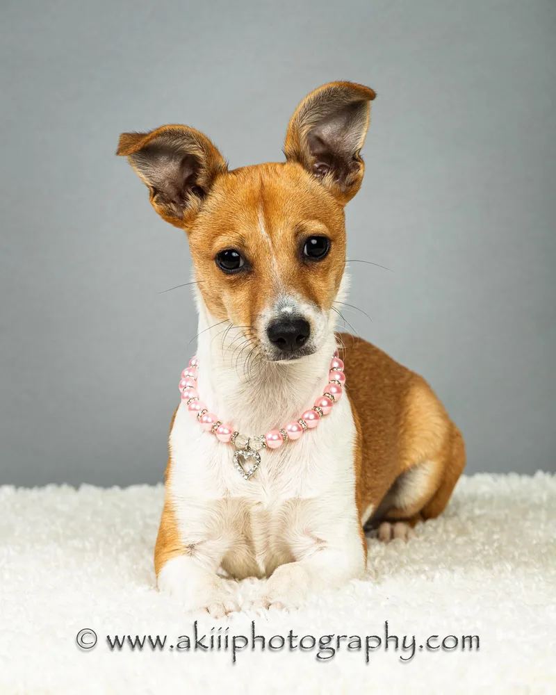 Lilly  Puppy thumbnail 4