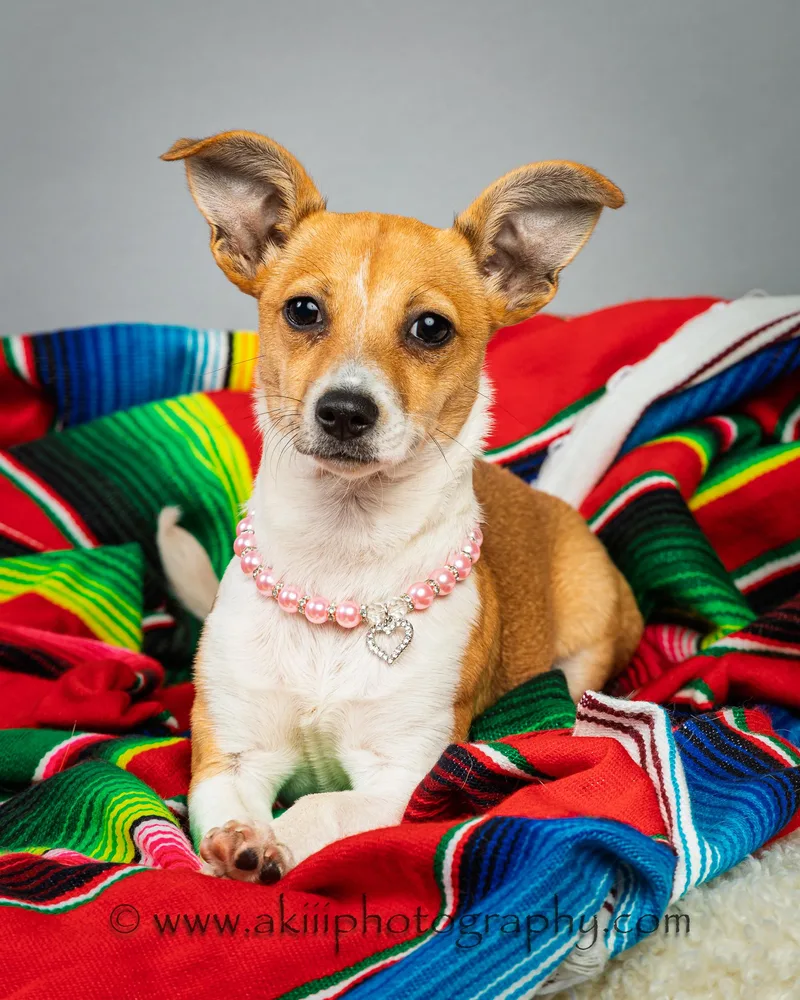 Lilly  Puppy thumbnail 5