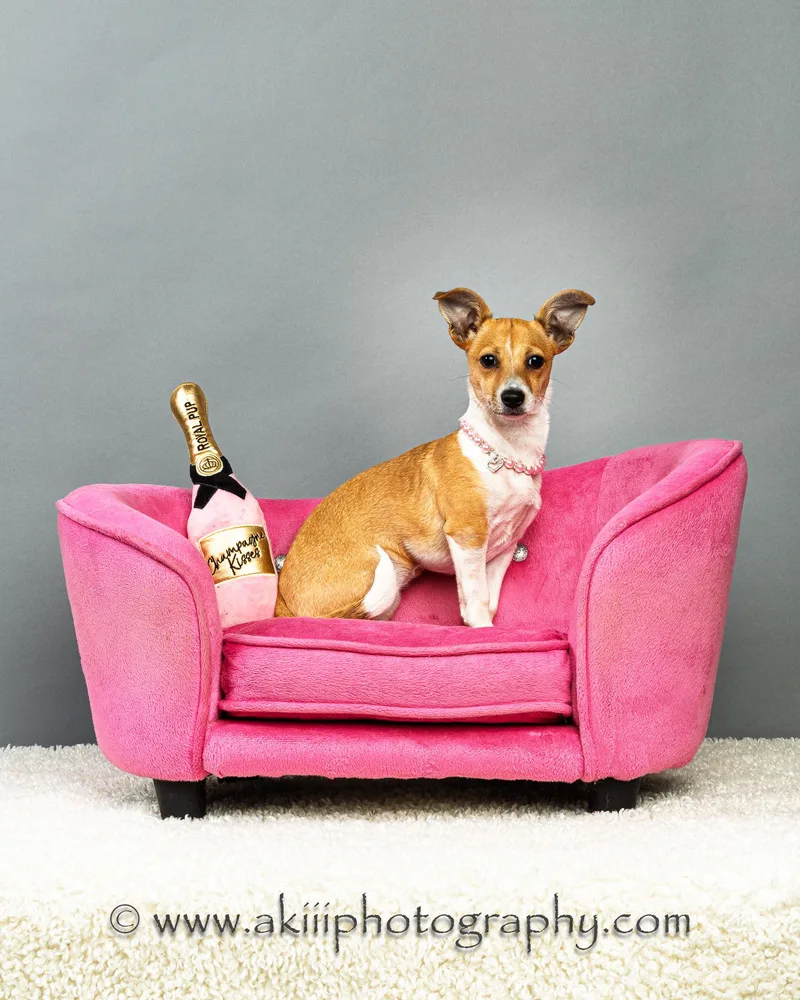 Lilly  Puppy thumbnail 6