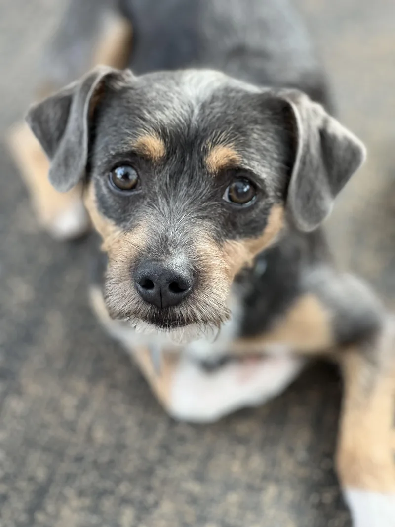 An adult small-sized male Gray / Blue / Silver Terrier dog named Leroy for adoption in Greensboro, NC