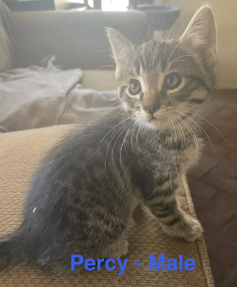 Percy