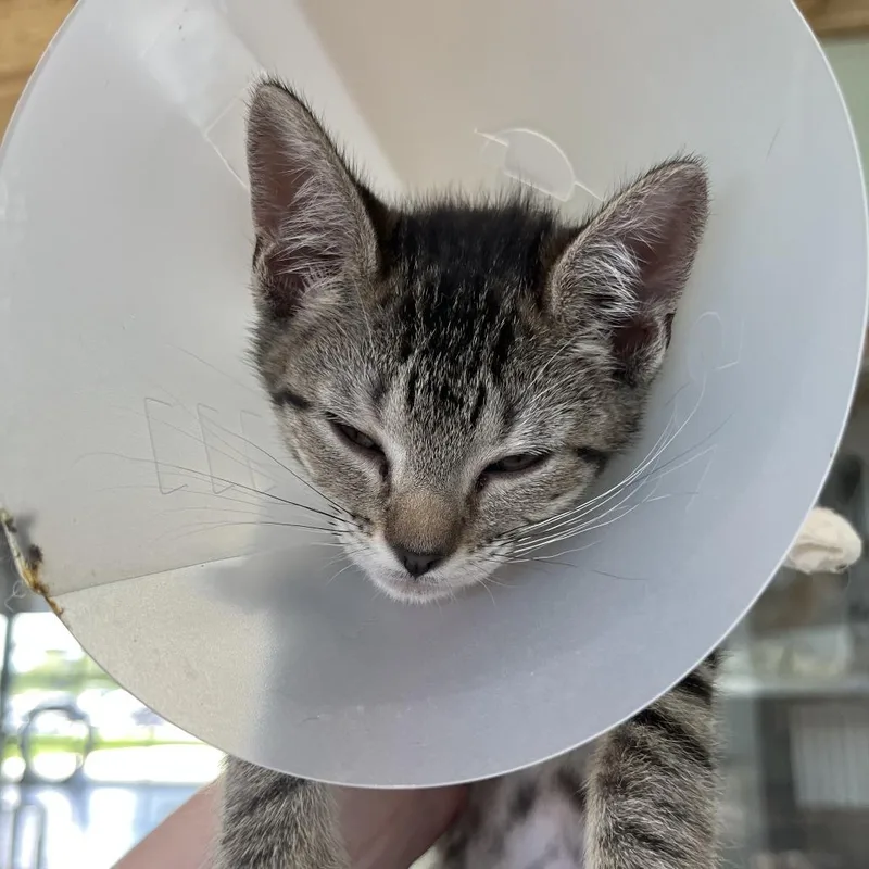 A baby small-sized female Black Domestic Short Hair cat named Megan for adoption in Leander, TX