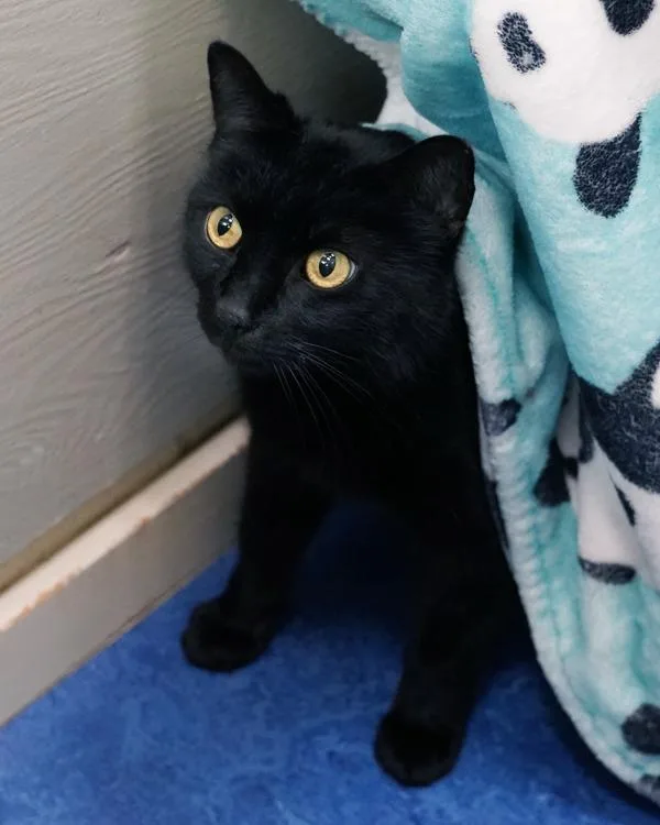 A senior small-sized female Domestic Short Hair cat named Chyna for adoption in Novato, CA