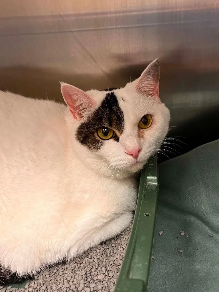 A senior medium-sized female Tabby (Tiger Striped) Domestic Short Hair cat named Paprika for adoption in Frankfort, KY