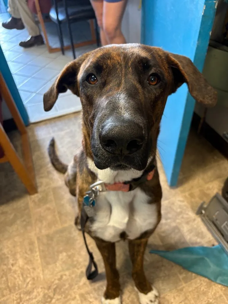 Kahlúa thumbnail 3