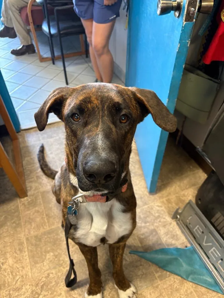 Kahlúa thumbnail 4