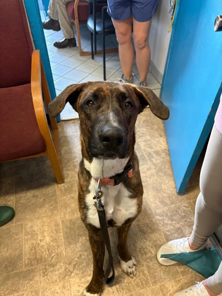 Kahlúa thumbnail 5