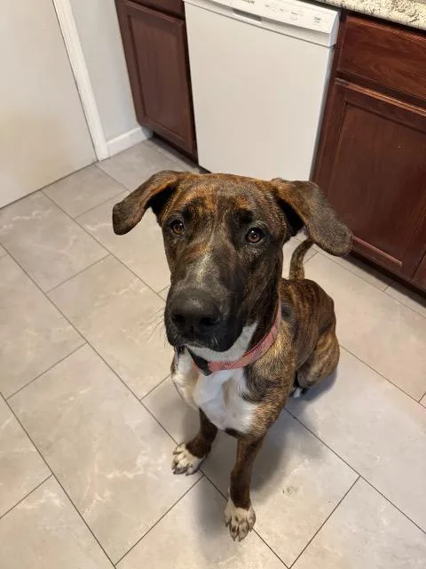 Kahlúa thumbnail 6