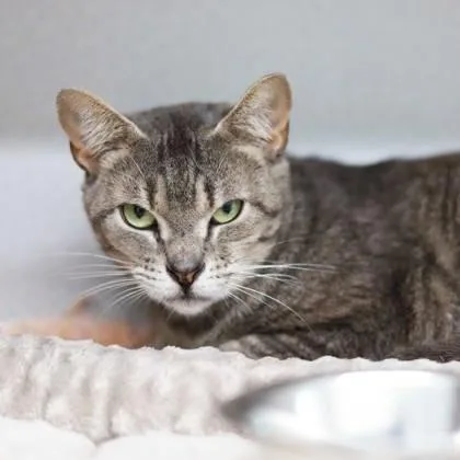 An adult small-sized female Gray / Blue / Silver Domestic Short Hair cat named Fryhardt for adoption in Atlanta, GA