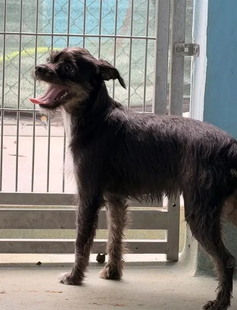 A young medium-sized female Chihuahua dog named Lydia for adoption in Baldwin Park, CA