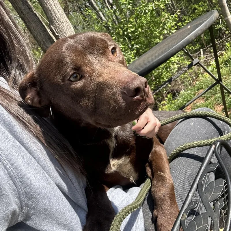 An adult medium-sized male Brown / Chocolate Pit Bull Terrier dog named Thornberry for adoption in Lynchburg, VA