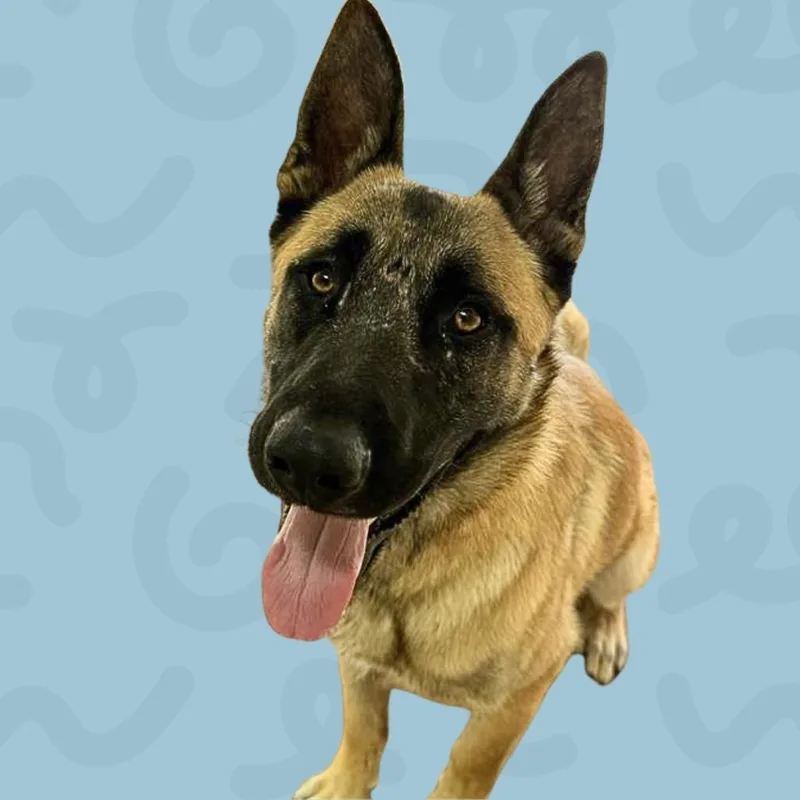 An adult large-sized male Apricot / Beige Belgian Shepherd / Malinois dog named Johnny Bravo for adoption in Reno, NV