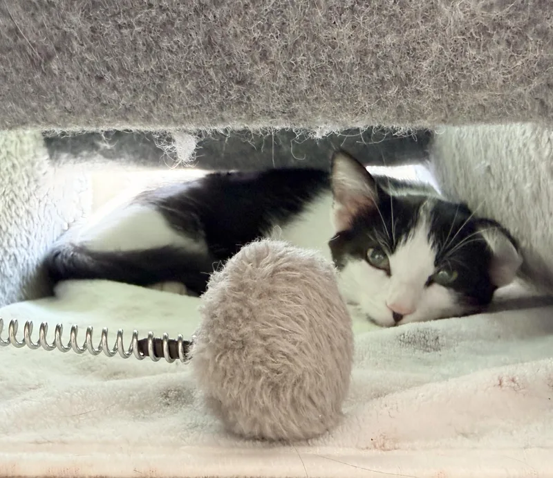 A baby medium-sized female Black & White / Tuxedo Domestic Short Hair cat named Jamie for adoption in Parkville, MO