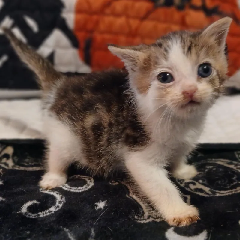 A baby small-sized male Gray / Blue / Silver Domestic Short Hair cat named Willie Nyanson for adoption in Winchester, VA
