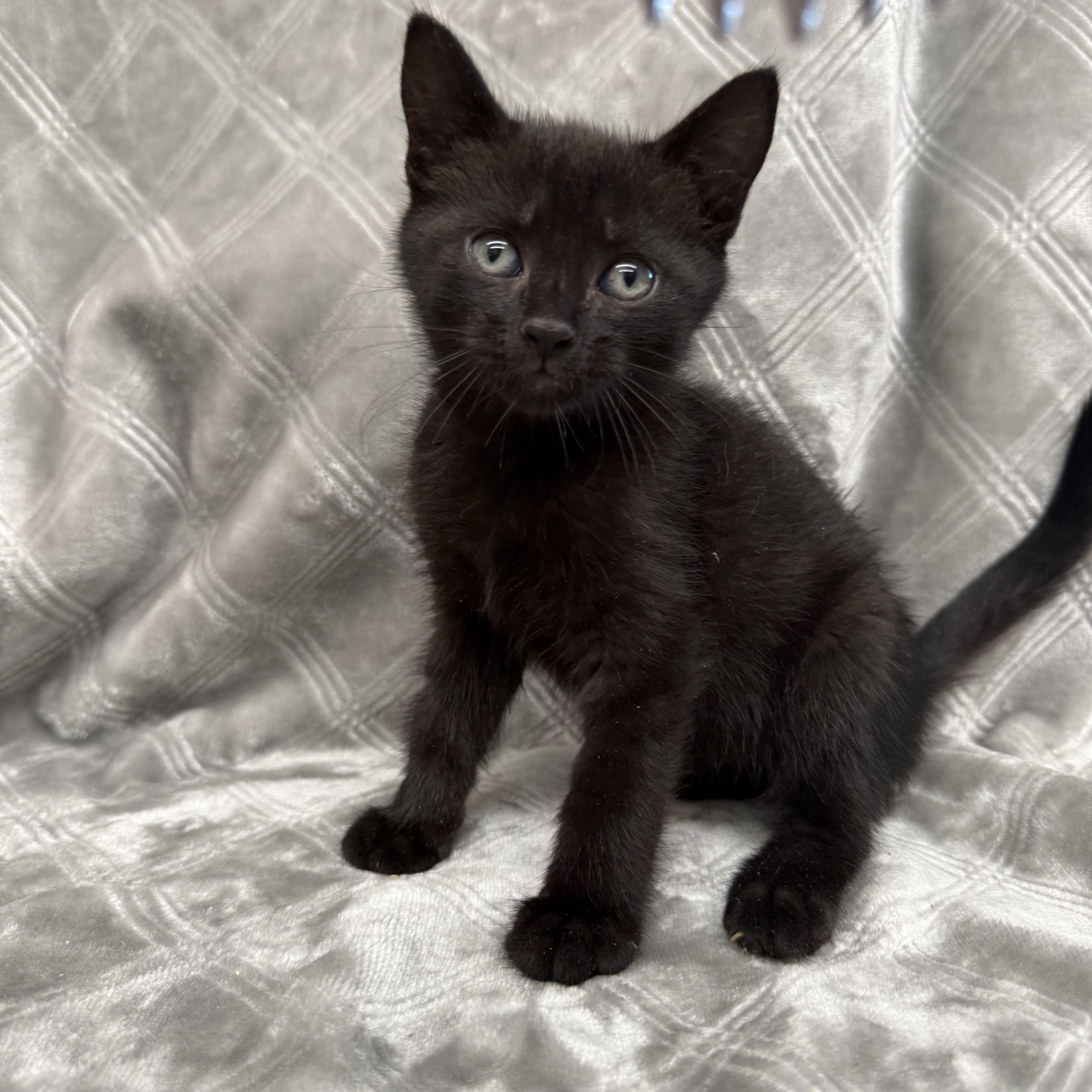 Blackie