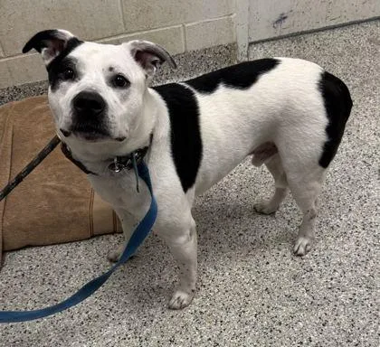 An adult large-sized male White / Cream Mixed Breed dog named Indigo for adoption in Kansas City, MO
